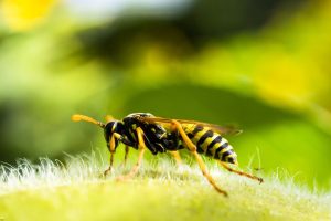 Guêpes