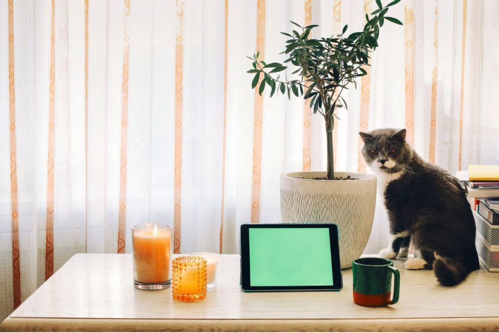 chat à ne plus monter sur la table