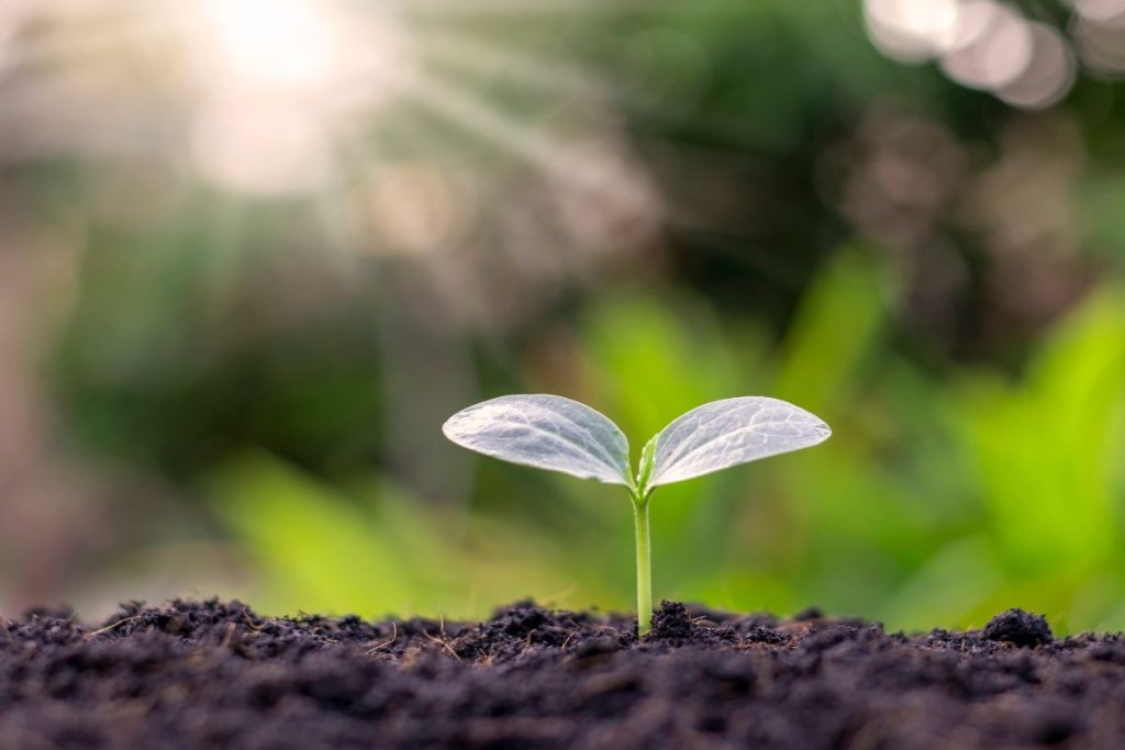 faire germer un noyau de mangue