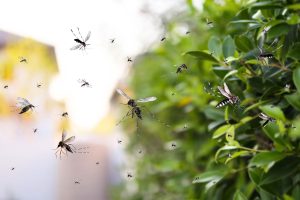 feuille naturelle éloigne mouches et moustiques