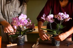orchidée ne fait que des feuilles